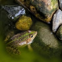 我が家のカエル