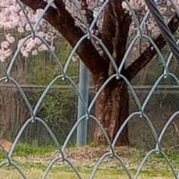小学校のアナグマ