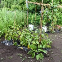 期待ほど降らず　唐芋収穫見込めず　2025/07/11（鹿児島）