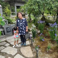 孫の子守り・午後は家内も一緒に花の桔梗寺・遍照寺・但馬大仏長楽寺