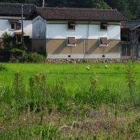 2025年07月05日　コウノトリ目撃情報