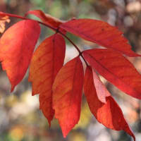 安達太良山の紅葉（１０月１７日）