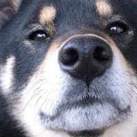 ありがとう