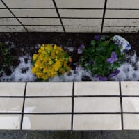 ちょっとだけ、雪が積もりました。