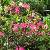 志賀高原で花探し
