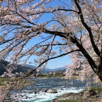 大和町・長良川沿い桜並木　4月12日