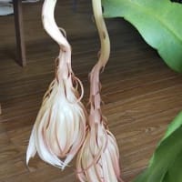 月下美人