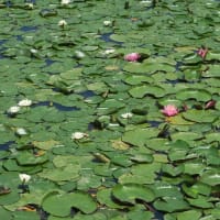 「こいの池畔の紫蘭」 と 「はすの池の睡蓮」