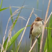 治療の合間に花散策と鳥見！（シタキソウとオオヨシキリと！）