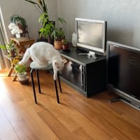 小型テレビじゃ...