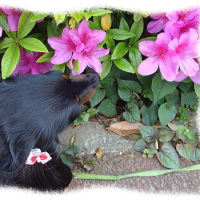花愛でる