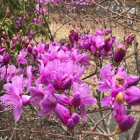 4月〜5月にかけての植物です。
