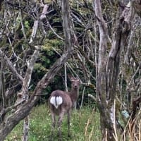 ＊　くじゅう連山　＊