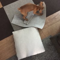 ココ剥がしときますねー‼️