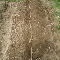 植付けました・・・