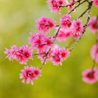 菊モモの咲く季節（とき）