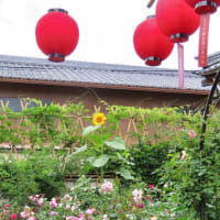 おふさ観音　春バラ祭り　＆アジサイ　庭の黒猫