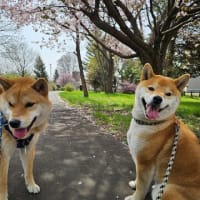 桜お散歩！！