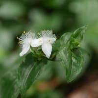 a flower