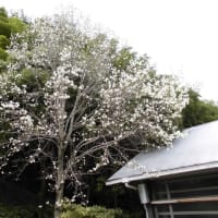 春ですね・・・