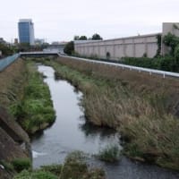 2024神奈川河川ﾎﾟﾀﾘﾝｸﾞ『恩曽川』①河口の玉川との合流点～北谷橋