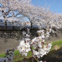 桜撮り一日目