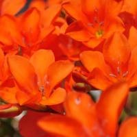 トリトニア　アヤメ科　秋植え球根で春に花が咲き、花壇の縁には最適です。今日の野鳥：メジロ