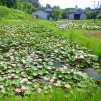 黒鳥公民館前のスイレン