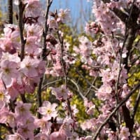 暖かい日差しで彼岸桜が満開になったよ