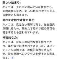 幸運のキノコ🍄