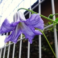 庭の花
