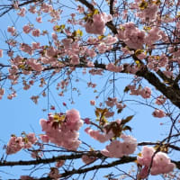 250414_御殿場の時之栖に桜を見に行ってきた