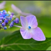 「隣の庭に咲いた草花」アジサイ・他