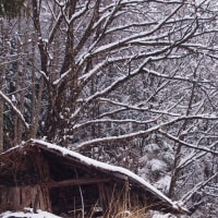 ４月初日から大雪