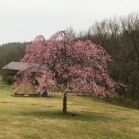 枝垂れ桜リレー