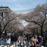 相模原　桜祭り2024