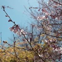 我が町の桜情報　ラスト