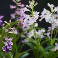 夏の花：ウチョウラン
