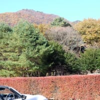 赤城山南麓中腹の紅葉　今見頃　２０２４.１１.１２