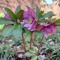 梅の花が咲き進んでいます！そして今日のキジバト