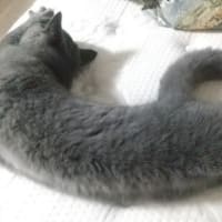寝相のわるいごろ