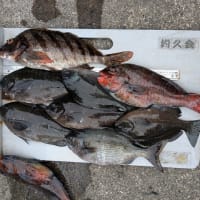 南伊豆 下流 今日の釣果