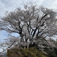お花見②エドヒガンと枝垂れ桜