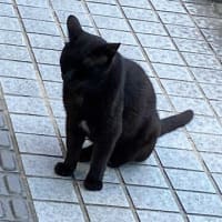 夕ウォーキングの風景。令和7年6月29日。視線を合わせない半黒三毛。