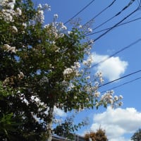 今日もまだまだ夏で暑い～ ヾ(;´▽｀A``　夏の思い出？のかなとこ雲…