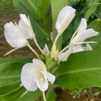 梅雨が明けたら、毎晩のようにどこかで咲くサボテンの花