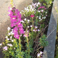 満開の花々と近所のお家の花