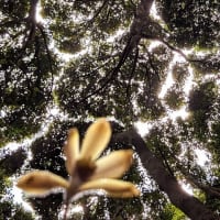 入院治療の前に少しだけ花散策！（ムヨウランと浜野浦の棚田！）
