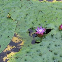 毎年恒例のオニバス花見