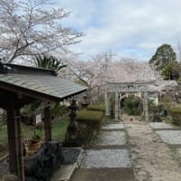 衣笠山公園　満開近く